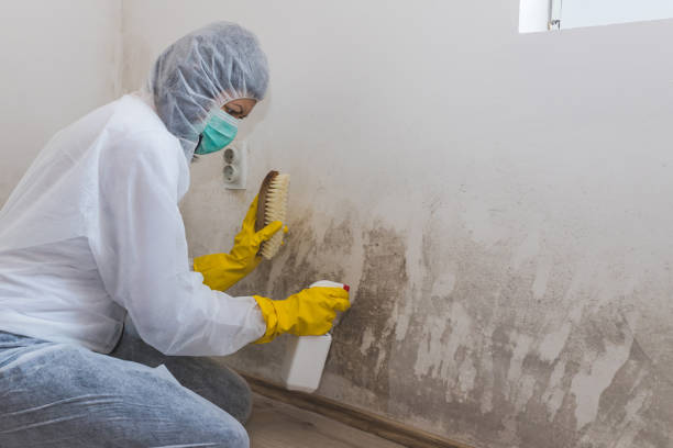 Best Commercial Mold Inspection  in Buffalo Center, IA