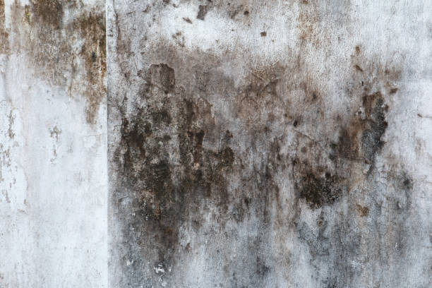 Mold Remediation for Vacation Homes in Buffalo Center, IA