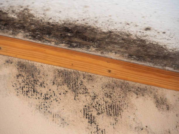 Best HVAC Mold Inspection and Cleaning  in Buffalo Center, IA