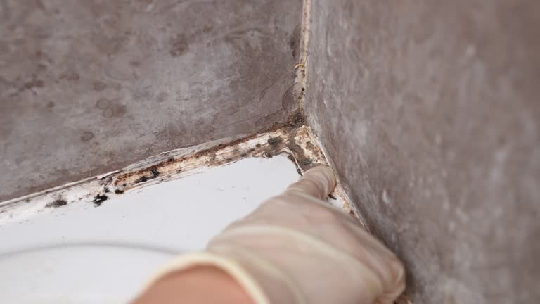 Best Real Estate Mold Inspection  in Buffalo Center, IA